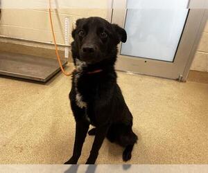 Border Collie-Unknown Mix Dogs for adoption in Grand Prairie, TX, USA