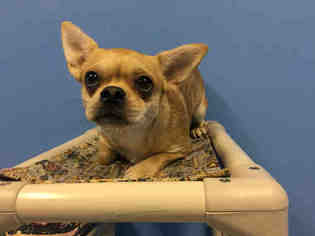 French Bullhuahua Dogs for adoption in Ames, IA, USA