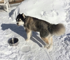 Siberian Husky Dogs for adoption in Acme, MI, USA