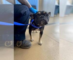 French Bulldog Dogs for adoption in Chula Vista, CA, USA