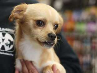 Cheeks Dogs for adoption in Danbury, CT, USA