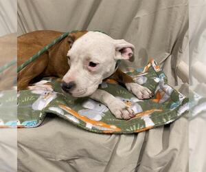 American Pit Bull Terrier-Unknown Mix Dogs for adoption in Modesto, CA, USA