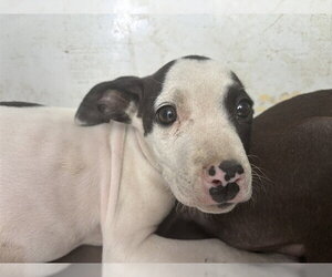 Mutt Dogs for adoption in Bakersfield, CA, USA
