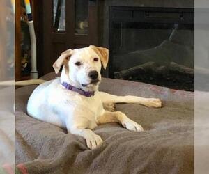 Boxer-Unknown Mix Dogs for adoption in Mesa, AZ, USA