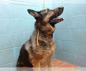 German Shepherd Dog Dogs for adoption in Downey, CA, USA