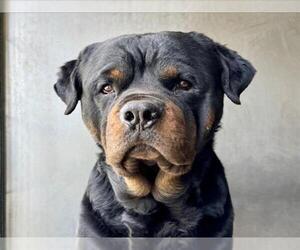 Rottweiler Dogs for adoption in San Bernardino, CA, USA