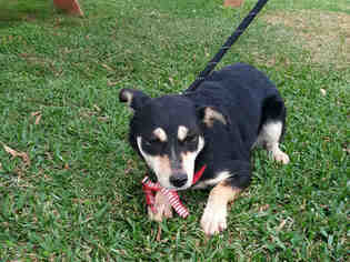 Medium Photo #1 Chihuahua Puppy For Sale in Rosenberg, TX, USA
