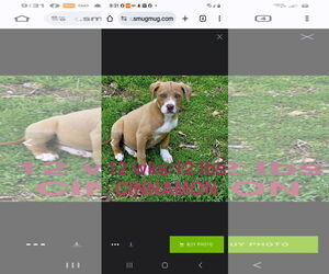 Mutt Dogs for adoption in Brooksville, FL, USA