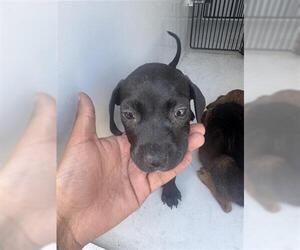 Labrador Retriever-Unknown Mix Dogs for adoption in Houston, TX, USA