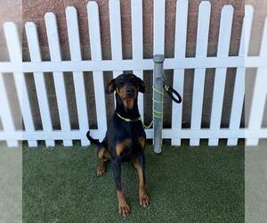 Doberman Pinscher Dogs for adoption in Modesto, CA, USA