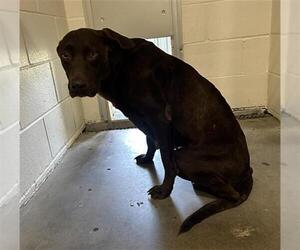 Labrador Retriever Dogs for adoption in Rosenberg, TX, USA