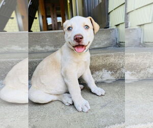 Catahoula Leopard Dog-Labrador Retriever Mix Dogs for adoption in Marina Del Rey, CA, USA