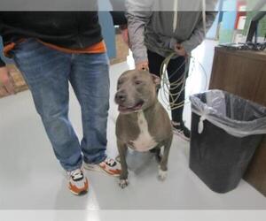 American Pit Bull Terrier-Unknown Mix Dogs for adoption in Temple, TX, USA