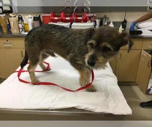 Mutt Dogs for adoption in Riverside, CA, USA