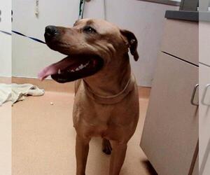 American Pit Bull Terrier-Unknown Mix Dogs for adoption in Martinez, CA, USA