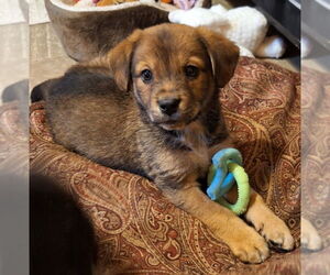 Border Collie-Unknown Mix Dogs for adoption in House Springs, MO, USA