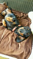 Dachshund Dogs for adoption in Troy, IL, USA