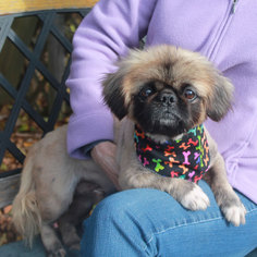 Pekingese Dogs for adoption in Garfield Heights, OH, USA