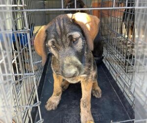 Mutt Dogs for adoption in San Pablo, CA, USA