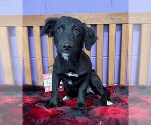 Mutt Dogs for adoption in Genesee, WI, USA