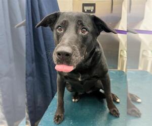 Labrador Retriever-Unknown Mix Dogs for adoption in Mobile, AL, USA