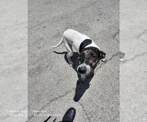 American Staffordshire Terrier-Unknown Mix Dogs for adoption in San Antonio, TX, USA