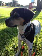 Medium Photo #1 Raggle Puppy For Sale in Pensacola, FL, USA