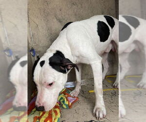 Mutt Dogs for adoption in St. Cloud, FL, USA