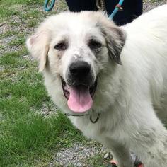 Great Pyrenees Dogs for adoption in Bauxite, AR, USA