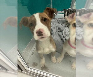 Siberian Husky-Unknown Mix Dogs for adoption in Oklahoma City, OK, USA