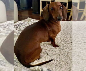 Dachshund Dogs for adoption in Los Angeles, CA, USA