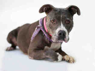 American Pit Bull Terrier Dogs for adoption in Beverly Hills, CA, USA