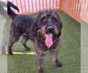 Mutt Dogs for adoption in Las Vegas, NV, USA