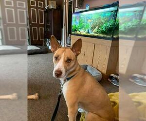 Akita-Basenji Mix Dogs for adoption in Traverse City, MI, USA