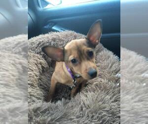 Chiweenie Dogs for adoption in Pequot Lakes, MN, USA