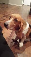 Basset Hound Dogs for adoption in Fenton, MO, USA