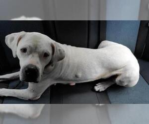 Black and Tan Coonhound-Labrador Retriever-Dogo Argentino Mix Dogs for adoption in Thonotosassa, FL, USA