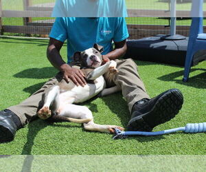 American Pit Bull Terrier Dogs for adoption in Chestertown, MD, USA
