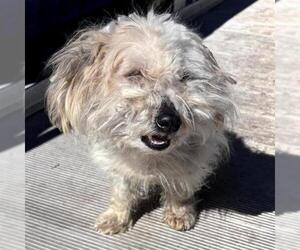 Mutt Dogs for adoption in San Antonio, TX, USA