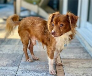 Papillon-Unknown Mix Dogs for adoption in Tampa, FL, USA