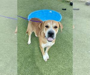 Labrador Retriever-Unknown Mix Dogs for adoption in Pasadena, TX, USA