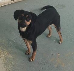 Meagle Dogs for adoption in Phoenix , AZ, USA