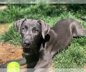 Blue Lacy-Unknown Mix Dogs for adoption in Evergreen, CO, USA