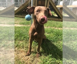 Weimaraner Dogs for adoption in Beaumont, TX, USA
