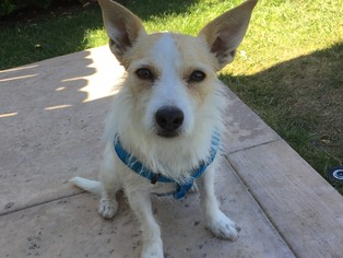 Jack Russell Terrier Dogs for adoption in Bell Gardens, CA, USA