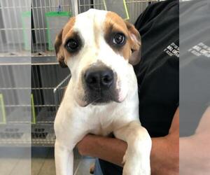 BT Walker Dogs for adoption in San Antonio, TX, USA