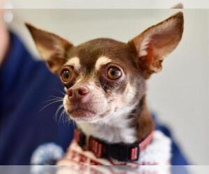 Chihuahua Dogs for adoption in Toms River, NJ, USA