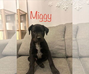 Boxer-Unknown Mix Dogs for adoption in Salt Lake City, UT, USA