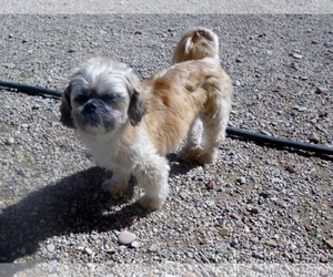 Medium Photo #1 Shih Tzu Puppy For Sale in Diamondville, WY, USA