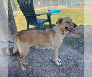 Labrador Retriever-Unknown Mix Dogs for adoption in Conroe, TX, USA